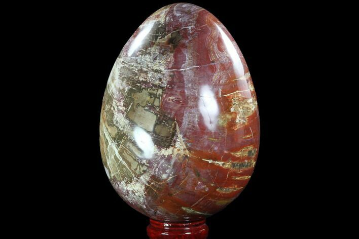 Giant Polished Petrified Wood Egg - Lbs #92417